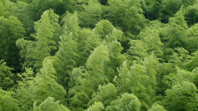 砍竹子竹林