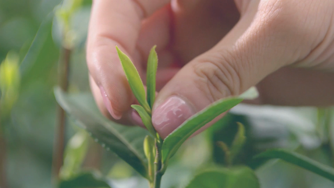 茶道茶艺茶文化