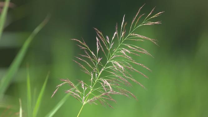 芦苇千屈菜狗尾巴草