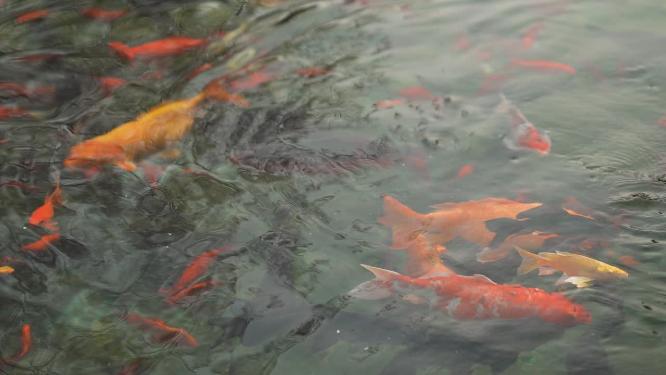 锦鲤观赏鱼金色锦鲤