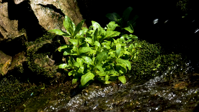 湖边植物空镜素材