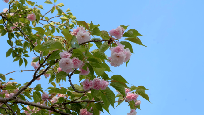 樱花空镜素材