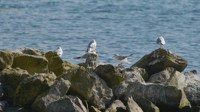海边岩石上的海鸥