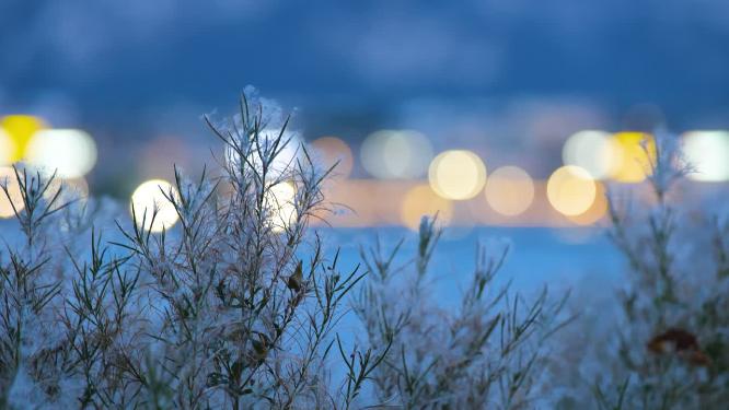 唯美浪漫夜景光斑背景树草植物空镜
