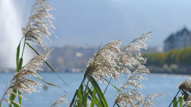 水边的芦苇