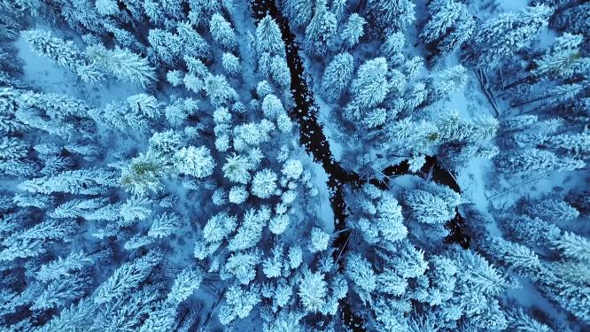 实拍雪景森林雪景