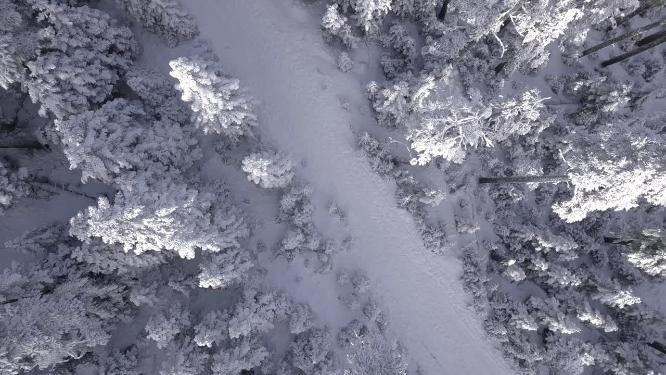 雾凇 雪景 纯净