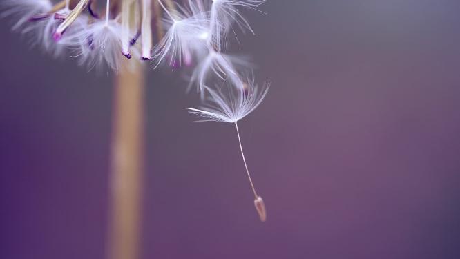 脆弱的白色蒲公英花被春风吹散