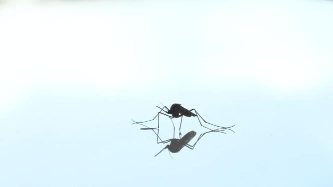 蚊子