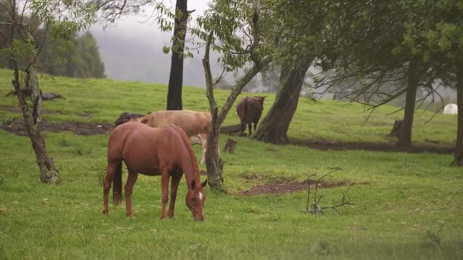 马在草场吃草特写