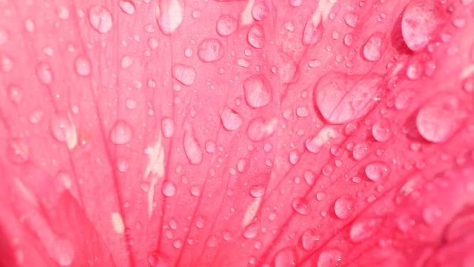 大特写粉色花瓣小雨水珠自然横移