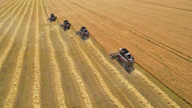 收割麦田丰收收割机工作小麦收获