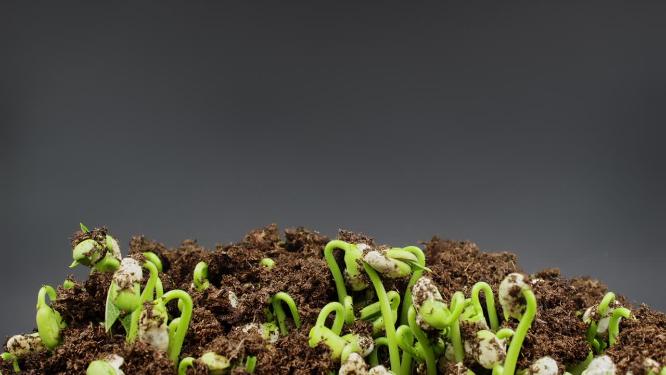 植物种子发芽破土而出发芽万物生长