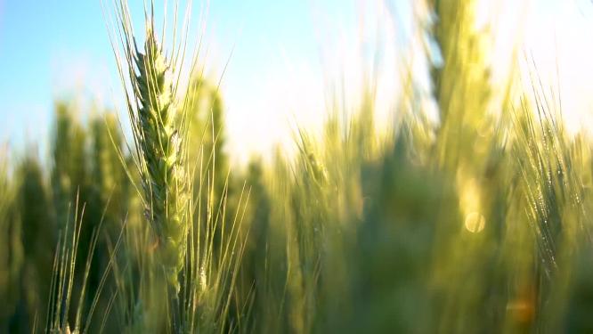 小麦作物4k麦田田园丰收麦子乡村田园麦穗