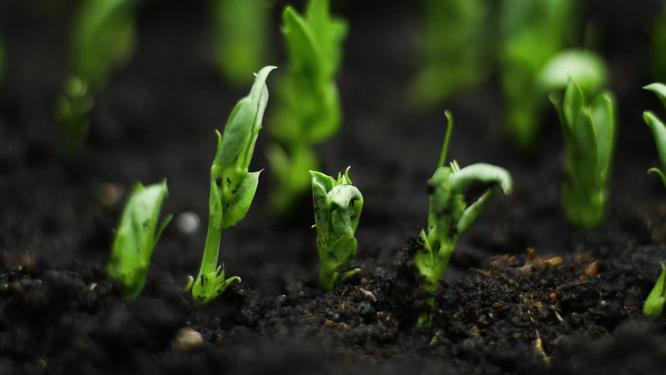 种子植物生长发芽