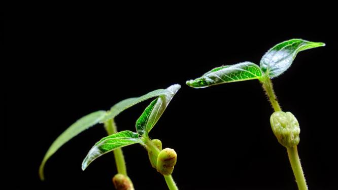 种子植物生长发芽