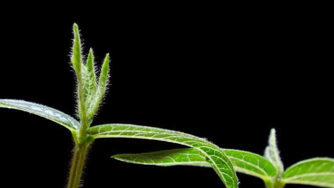种子植物生长发芽