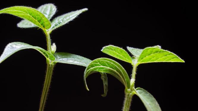 种子植物生长发芽