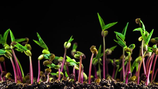 种子植物生长发芽