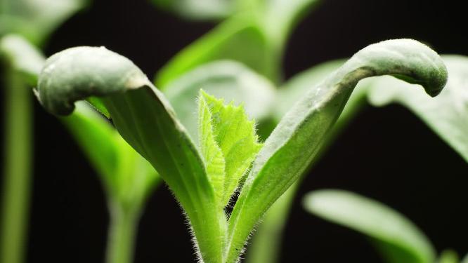 种子植物生长发芽