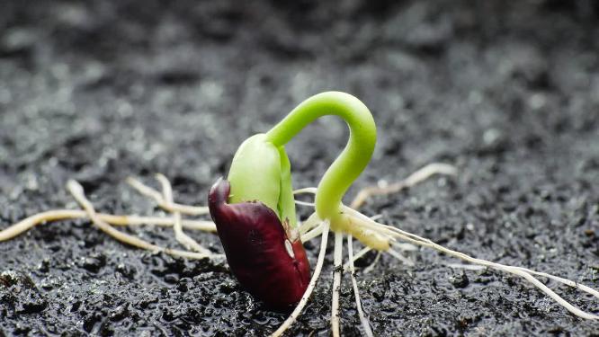 种子植物生长发芽