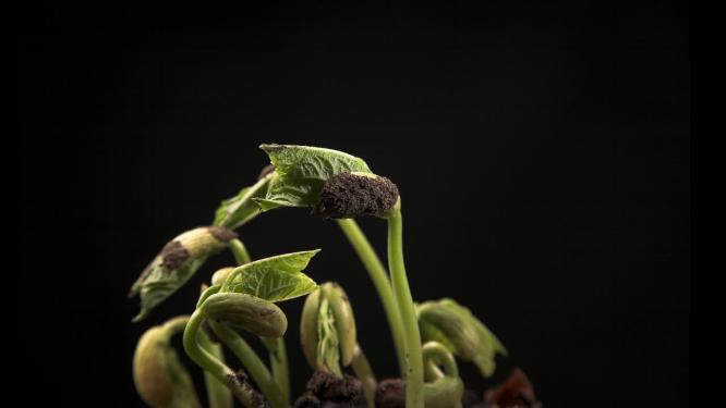 种子植物生长发芽