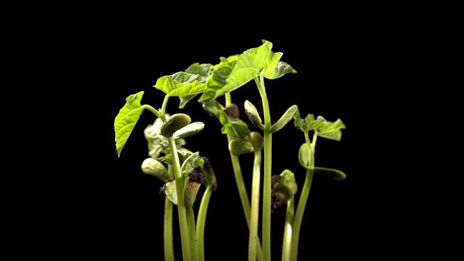 种子植物生长发芽