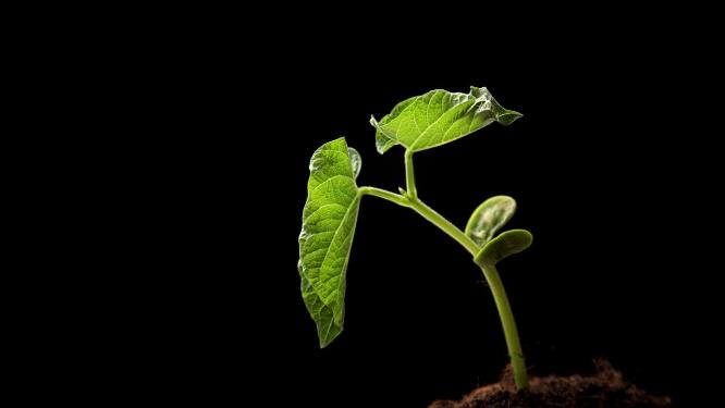 种子植物生长发芽