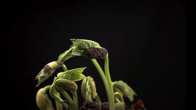 植物幼苗从土壤中生长