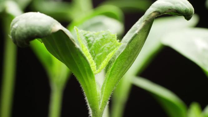 阳光下植物生长嫩叶延时