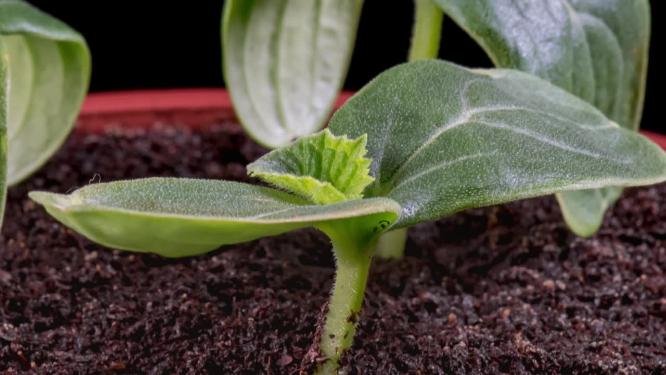 植物生长