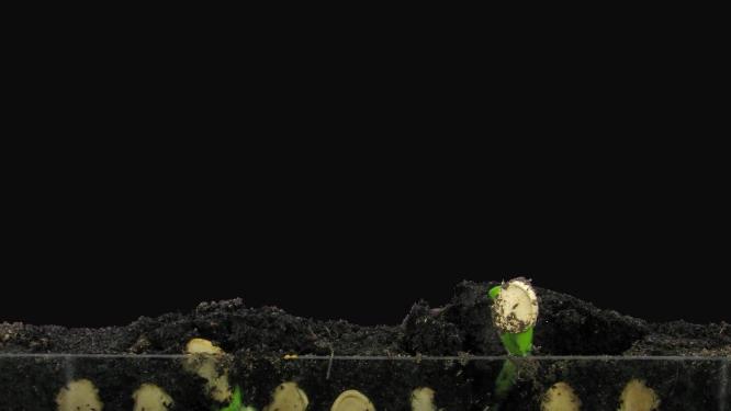 种子发芽延时生芽破土而出