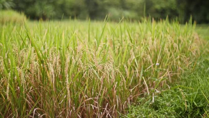 水稻稻谷大米米饭农业粮食丰收稻田