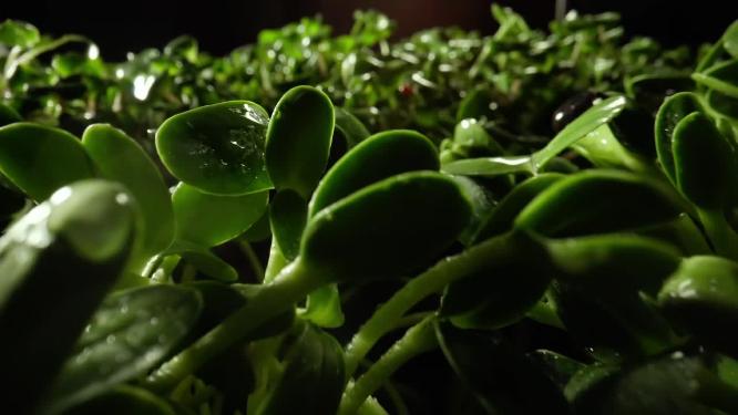植物灌溉