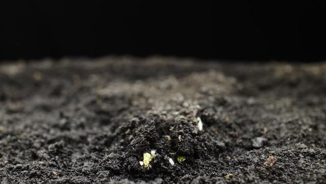 春天种子发芽植物生长破土而出 