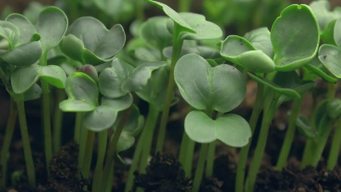4K绿色植物生长延时 