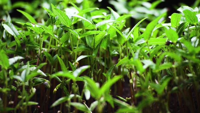 植物向着阳光生长延迟视频