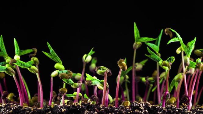 种子发芽破土而出