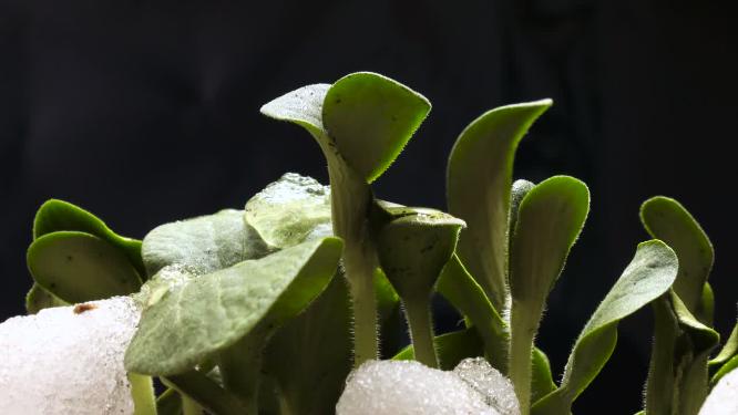 冰雪融化，新的植物从地面生长