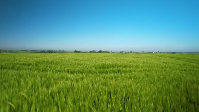 麦田小麦麦穗农业绿色丰收田野粮食
