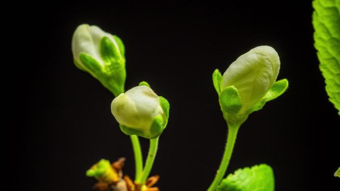 海棠花开花延时