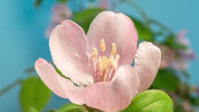 春天海棠花开花延时