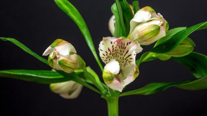 盛开的百合花