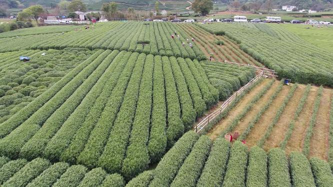 航拍茶园梯田