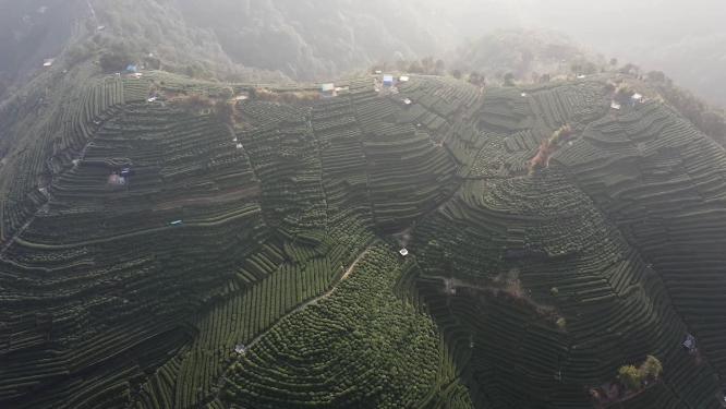 茶园梯田茶场航拍