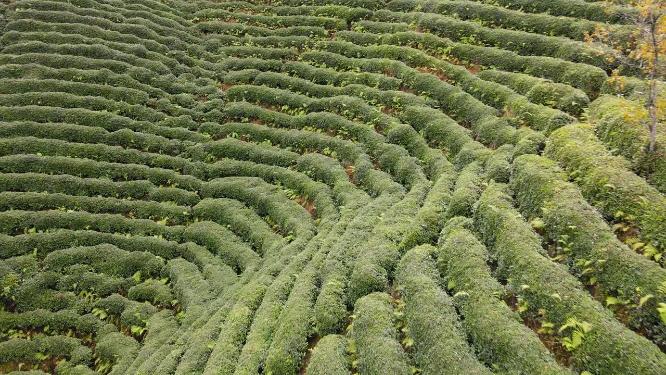 茶园梯田茶场航拍