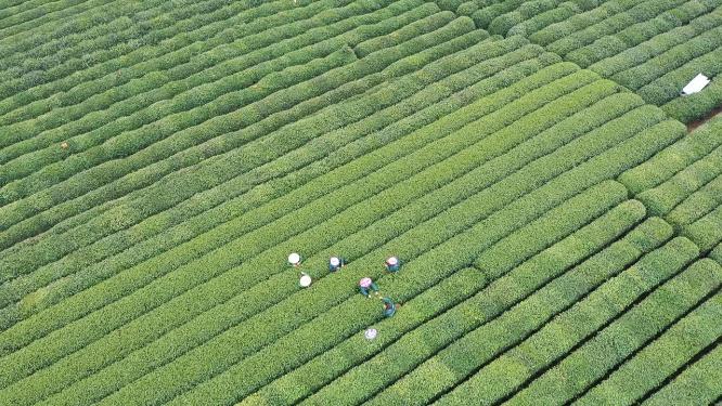 航拍茶园风光