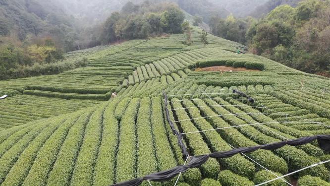 航拍茶园风光