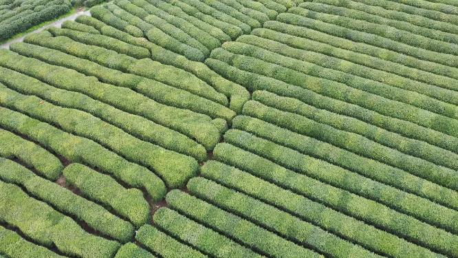 航拍茶园风光