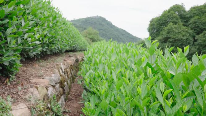 航拍茶园风光
